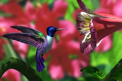 Computer Hummingbird Wallpapers, Desktop Backgrounds 1366x768 Id