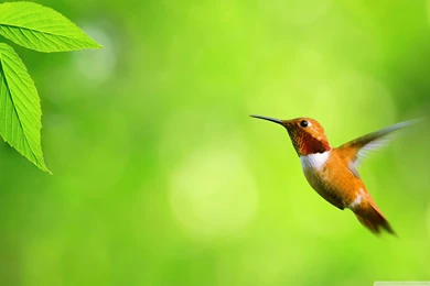 202 Hummingbird HD Wallpapers