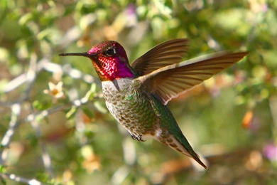 Download Hummingbirds Wallpapers 1600x1200