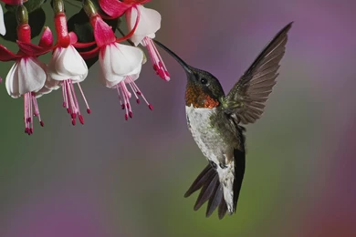 Hummingbird