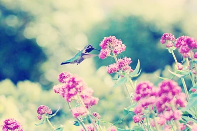 Download Wallpapers 1920x1200 Hummingbirds, Birds, Flowers ...