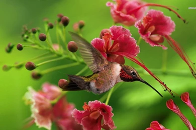 Wallpapers Hummingbirds Hummingbird 1366x768