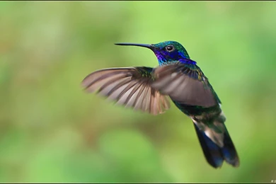 Birds Green Hummingbirds Iridescence Wallpapers   (