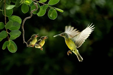 Hummingbird Wallpapers For Walls Images