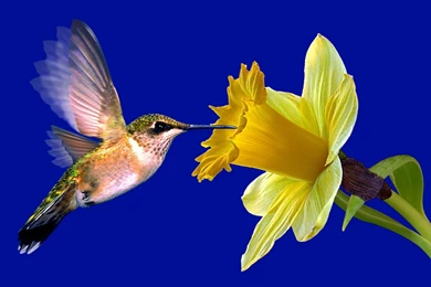 Humming Bird,hummingbird,hummingbirds,hummingbird Feeders ...