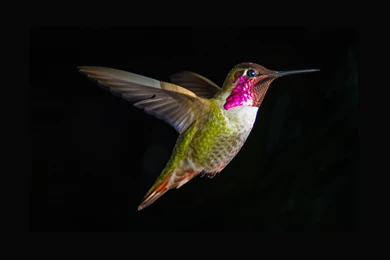 Hummingbirds, Bird, Close up, In flight, Hummingbird   Magic4Walls.com