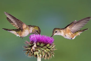 Hummingbirds Wallpapers