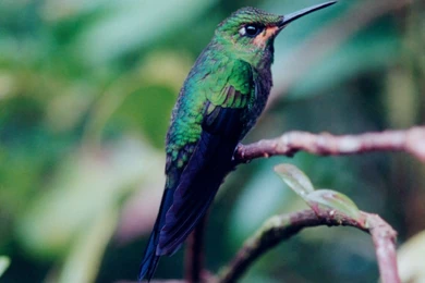 Hummingbird Wallpapers