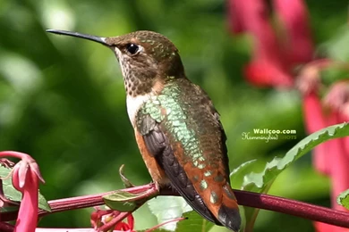 Hummingbird And Flowers   Widescreen Hummingbirds Wallpapers ...