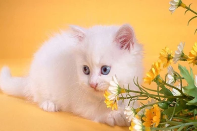 Cute Wallpapers Of Teddy Bears HD 2016 . Best High Resolution ...