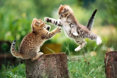 Very High Resolution Wallpapers Wallpapers High Definition