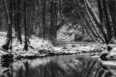 Black White Winter Scene Mobile Phone Wallpapers