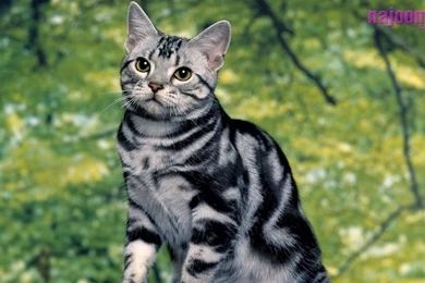 Download Tabby Cat Active Picture Wallpapers 1280x800