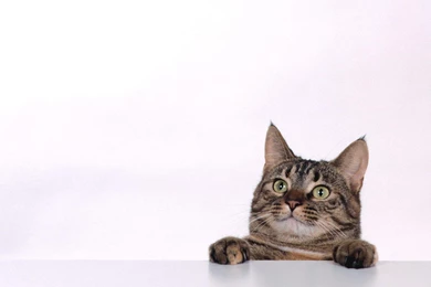 Mister Curiosity   Tabby Mix 1 :: Cat Wallpapers :: ShareWallpapers