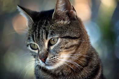 Tabby Cat Desktop Wallpapers