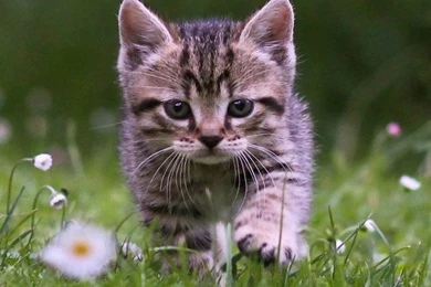 Cute Tabby Kitten Wallpapers