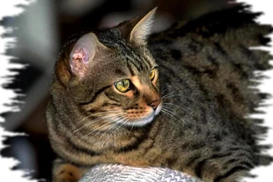 Gray Tabby Cat F   (