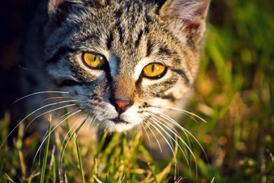 Backgrounds HD Cat Wallpapers