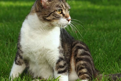 Tabby Cat – Daily Backgrounds In HD