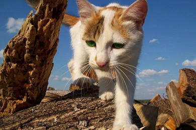Lazy Yellow Markings Tabby Cat HD Desktop Wallpapers 12 － Animal ...