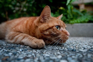 Lazy Yellow Markings Tabby Cat HD Desktop Wallpapers 9 － Animal ...