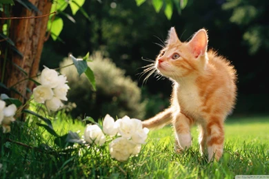 Cats: Orange Tabby Kitten Cat Ginger Flower Wallpapers For Desktop ...