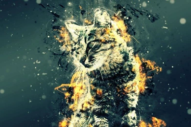 Tabby Cat On Fire Fantasy Wallpapers
