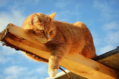 Lazy Yellow Markings Tabby Cat HD Desktop Wallpapers 11 － Animal ...