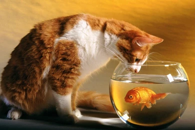 Lazy Yellow Markings Tabby Cat HD Desktop Wallpapers － Animal ...