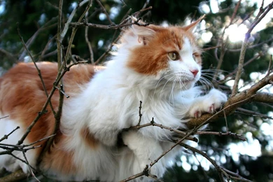 Lazy Yellow Markings Tabby Cat HD Desktop Wallpapers 2 － Animal ...