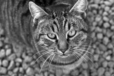 Download Wallpapers Cat, Tabby, Eyes, Black And White HD Backgrounds