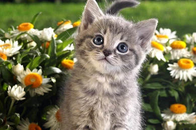 Small Tabby Cat Wallpapers   1280x960 Wallpapers Download ...