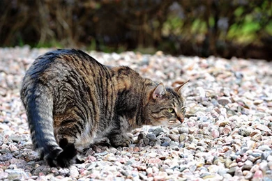 Naughty Cute Tabby Cat In The Grass Wallpapers 12 － Animal ...