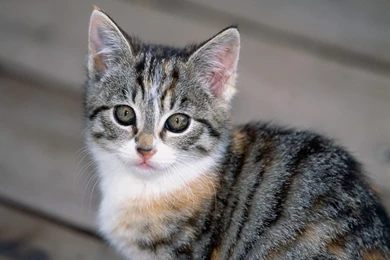 Cats Wallpapers Kitten Wallpapers Hd Widescreen Desktop 3264x2448 ...