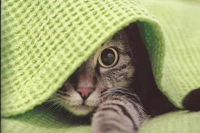 Tabby Cat Under The Blanklet   (