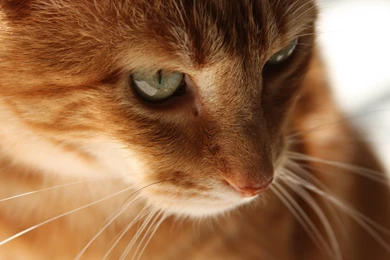 Red Tabby Cat Wallpaper 001   Cute Cat Wallpapers