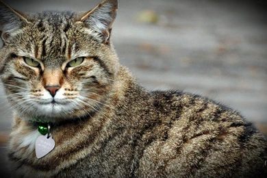 Sam Kitty Green Eyes Cat Feline Tabby Loveable Pet Cats Wallpapers ...