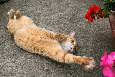 Lazy Yellow Markings Tabby Cat HD Desktop Wallpapers 4 － Animal ...