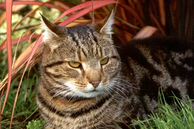 Tabby Cat Images   Wallpapers High Definition