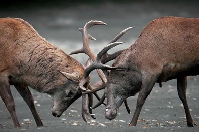 Elk Computer Wallpapers, Desktop Backgrounds