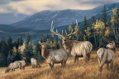 Golden Elk   (