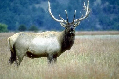 Elk Backgrounds Pictures, Good Pictures Of Elk That You Can Use As ...