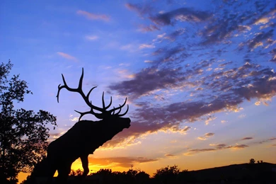 Elk Grove, California   Wikipedia, The Free Encyclopedia