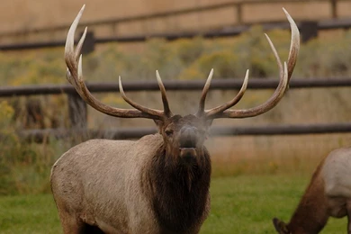 The Elk Of Yellowstone