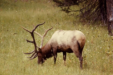 Bull Elk Elks Deer (22) Wallpapers