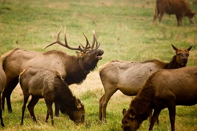 Boxley Valley Update 11/12/08    Arkansas Wildlife Photography ...