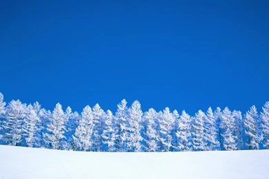 Winter Wallpapers