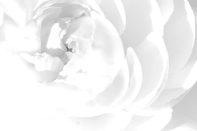 Download Wallpapers 1024x1024 White Rose, Petals, Flower, Bright ...