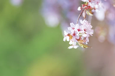 Flowers Pictures For Desktop Backgrounds HD Wallpapers Desktop ...