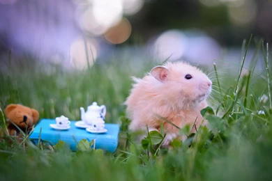 Download Wallpapers 3840x2400 Hamster, Tea Party, Game, Grass Ultra ...